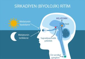 Melatonin